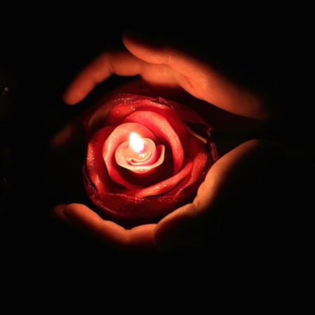 Baby, Flower, Person, Plant, Rose